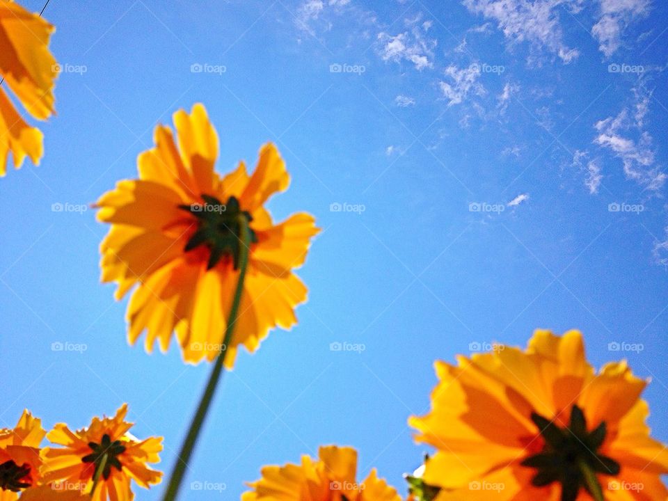 Yellow flowers