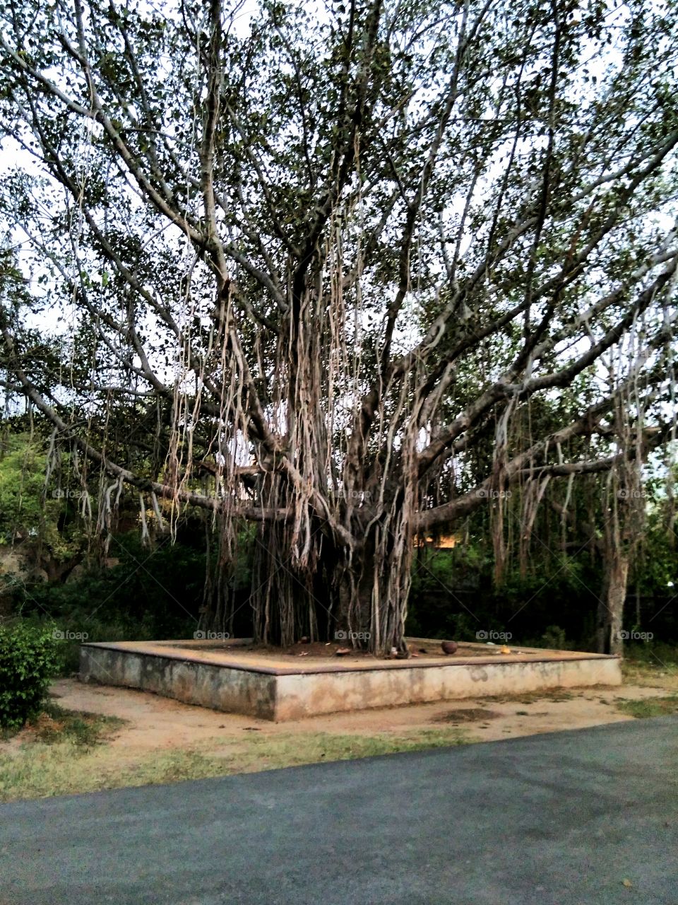 banyan tree ( vat vriksh )