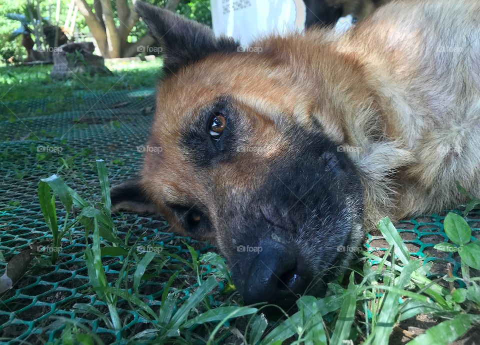 old German shepherd dog eyes inner in Thailand