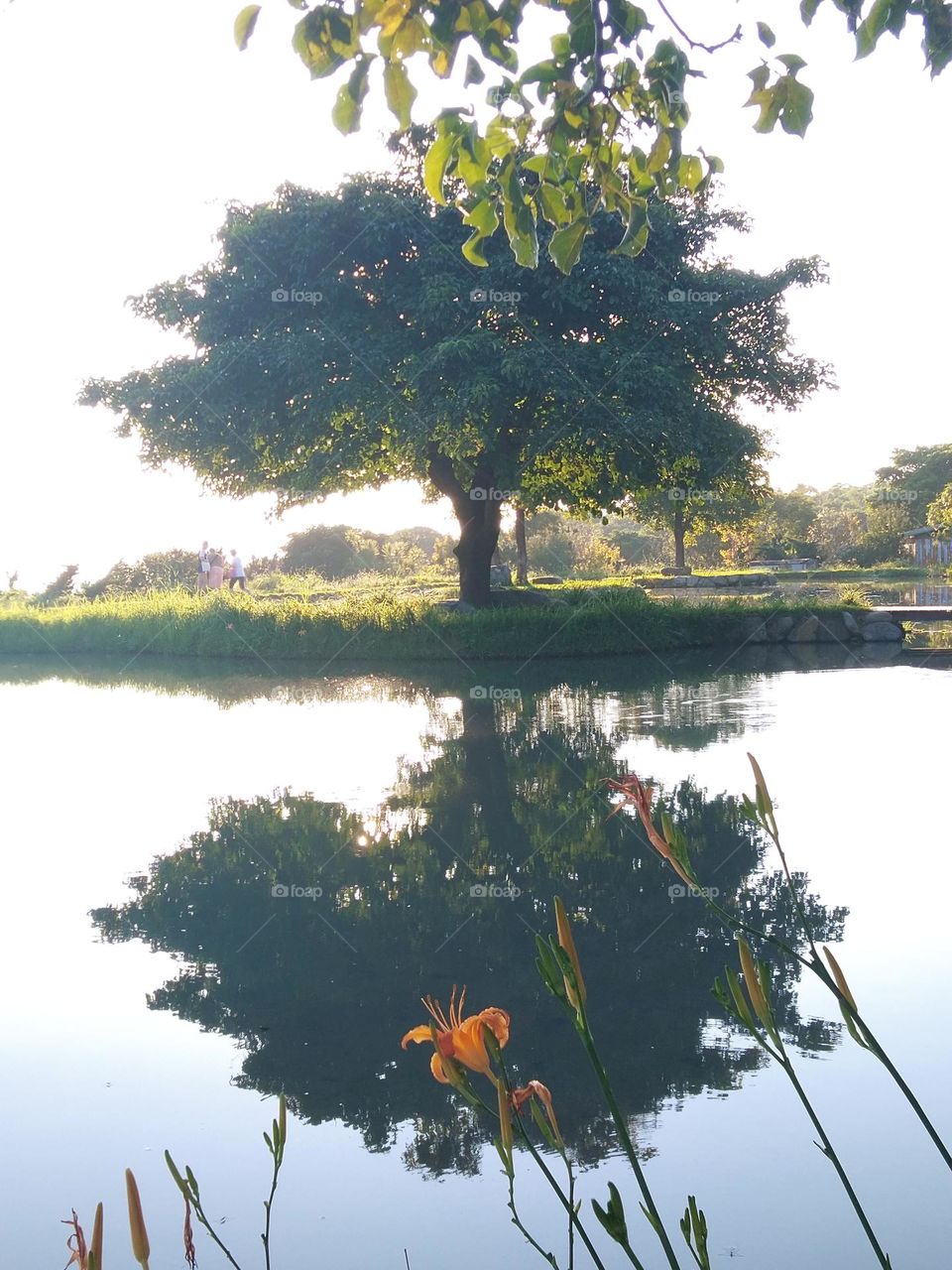 Reflection of tree