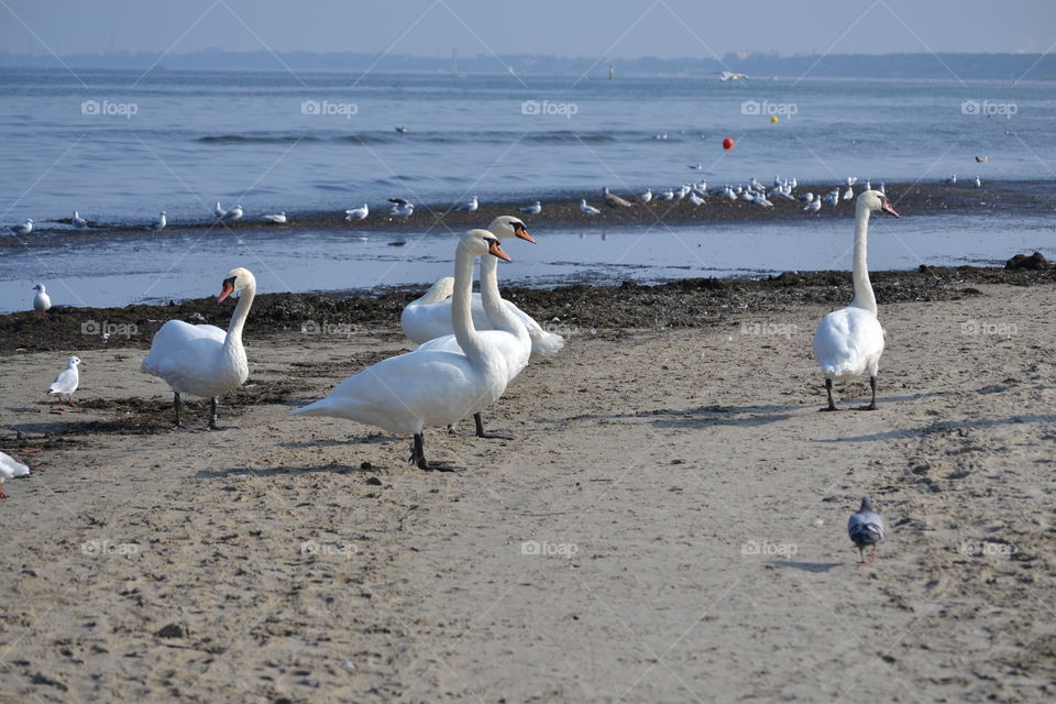 swan . swan family at the baltic sea