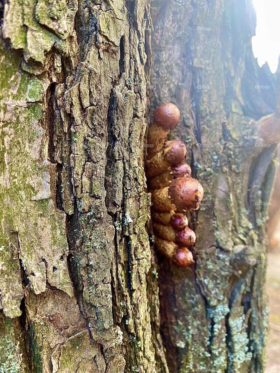 Little mushrooms on the tree ❤️