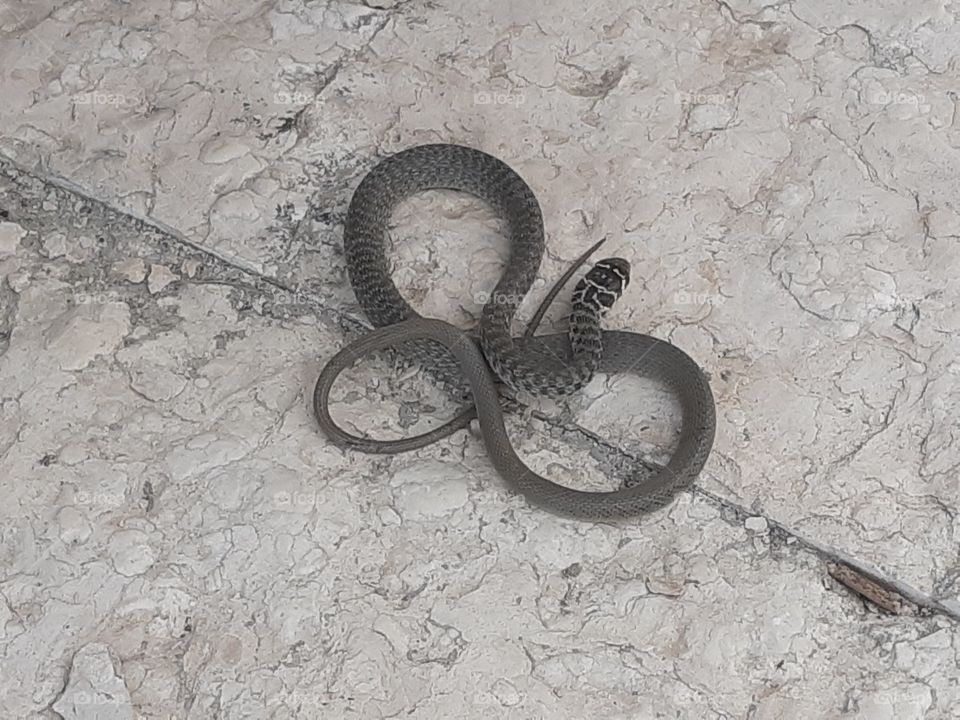 a little grey snake in my garden