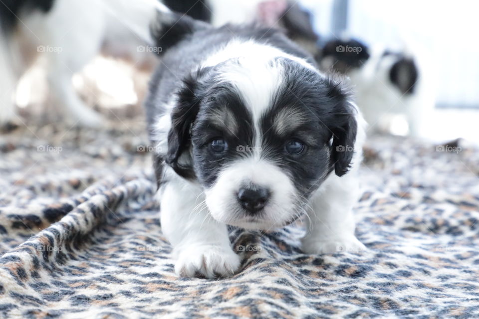 New puppy learning to walk