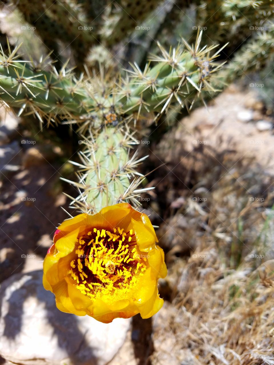 Cactus, Nature, Prickly, Flora, Desert