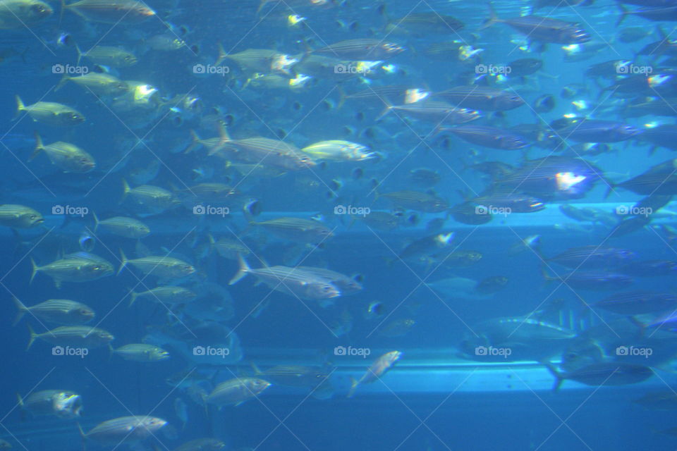 Osaka aquarium 