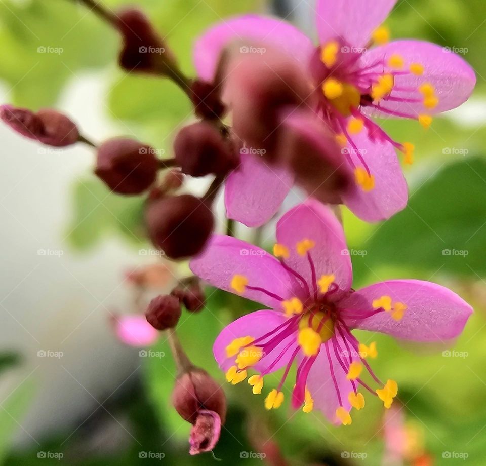 Talinum fruticosum or portulaca.  complicated name for a very beautiful and dainty pink flower.