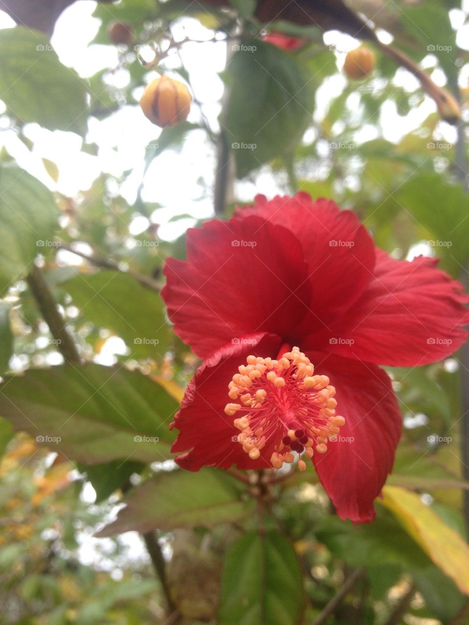 Red Hibiscus