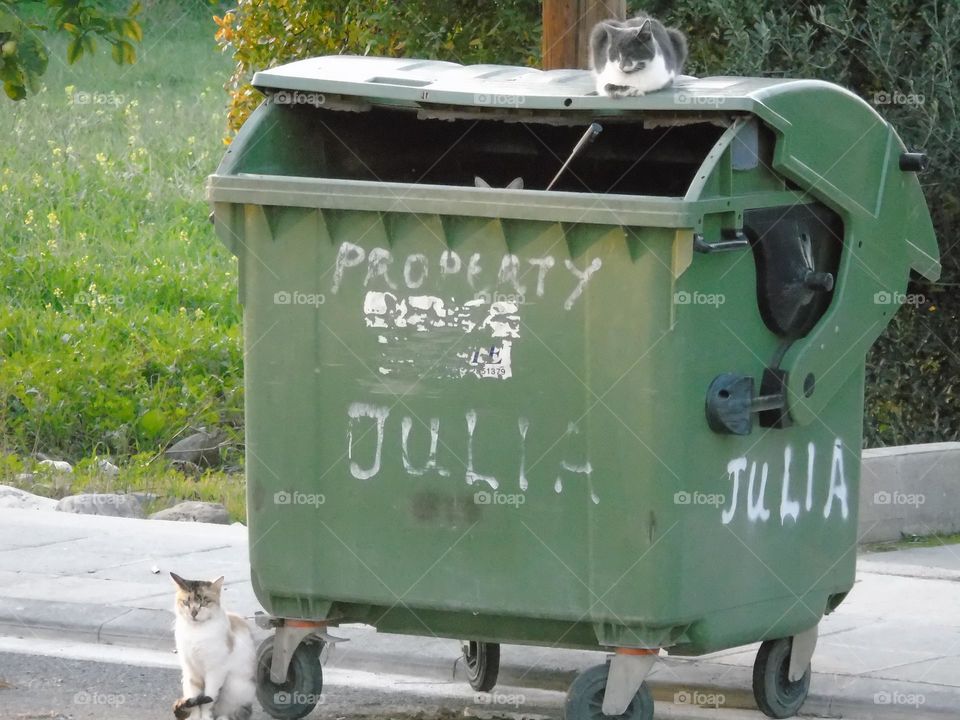 Search the third cat