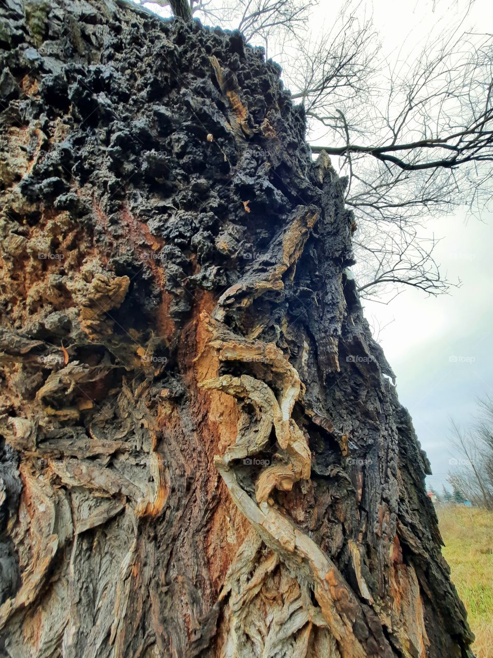 old bare tree with wonderful bark shot from below