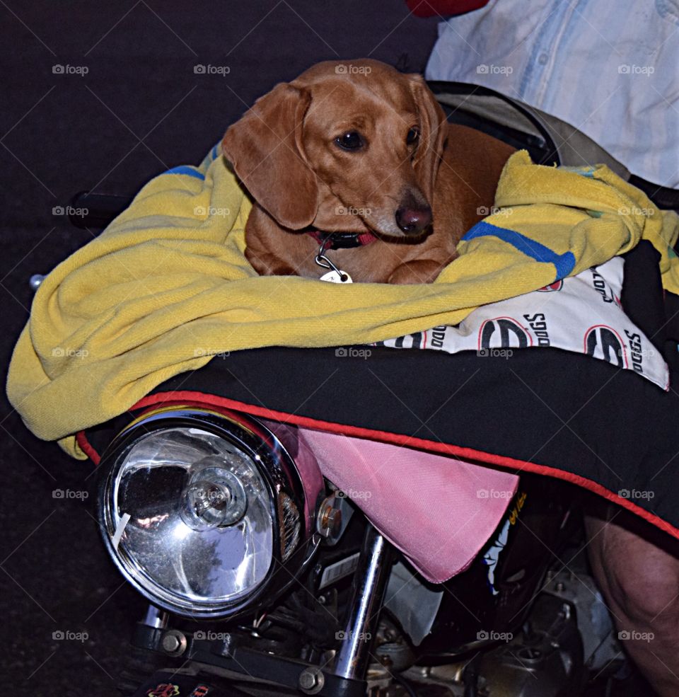 Dachshund on a motorbike