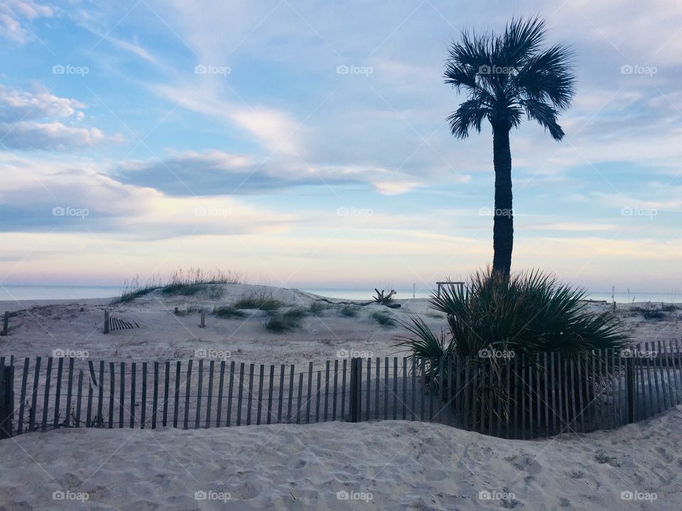 Palm tree at the beach 