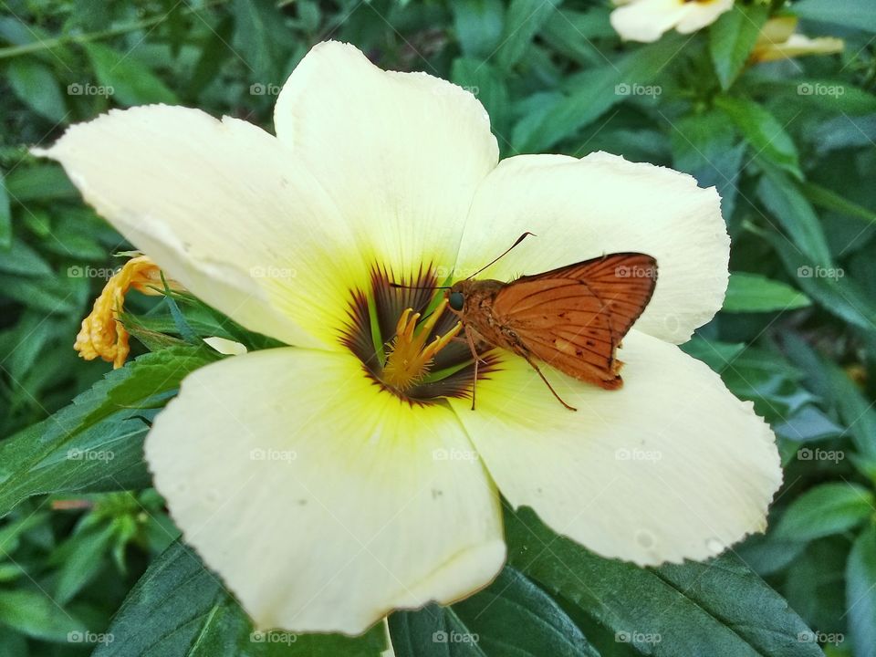 a butterfly is sucking the flower essence in Kalimantan Indonesia