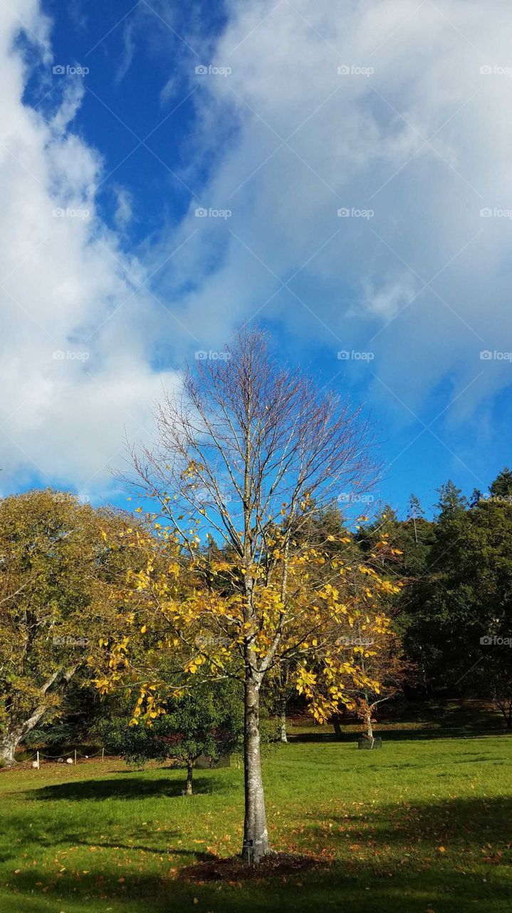 Tree with half leaves