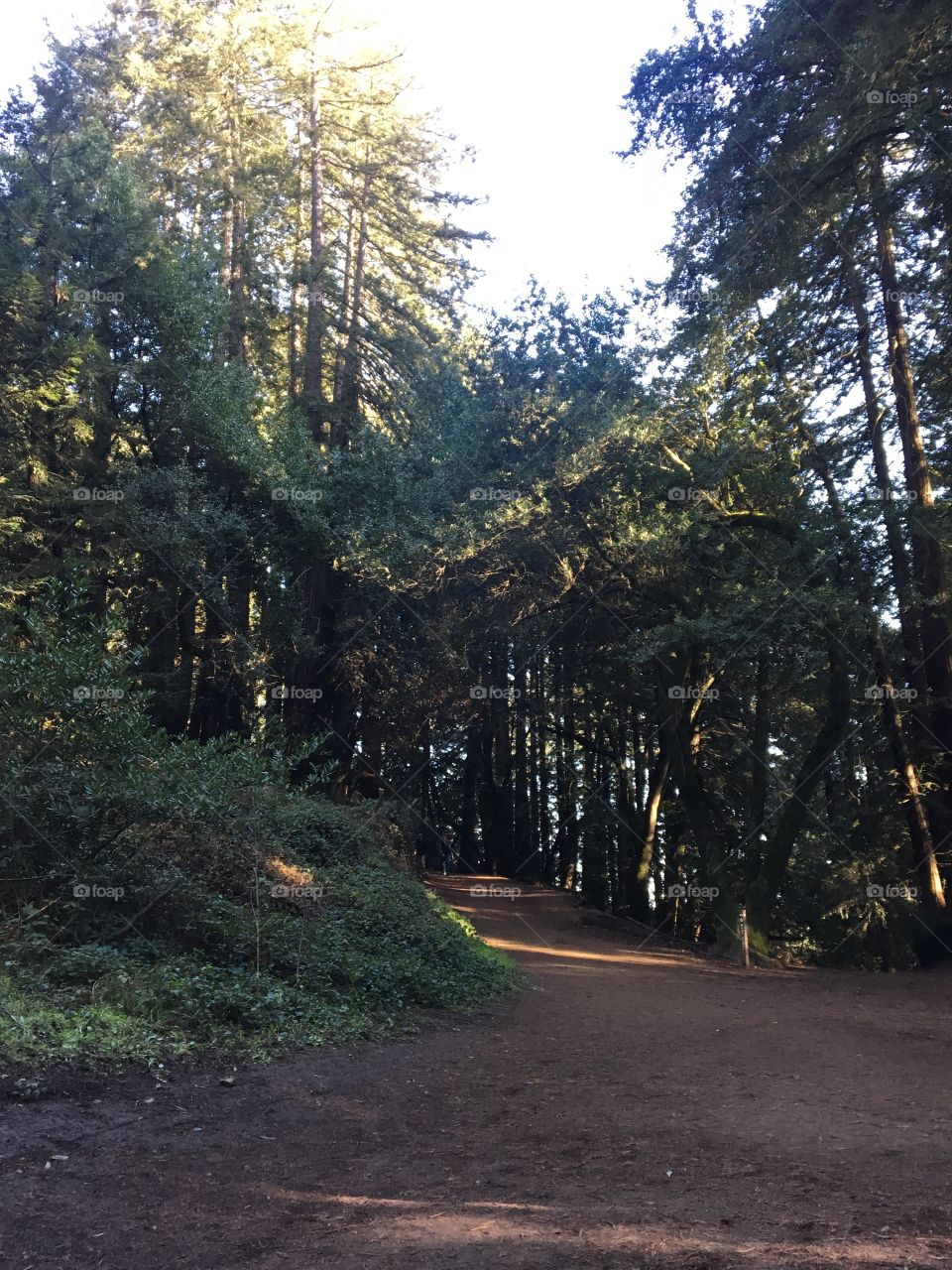 Redwoods regional park 