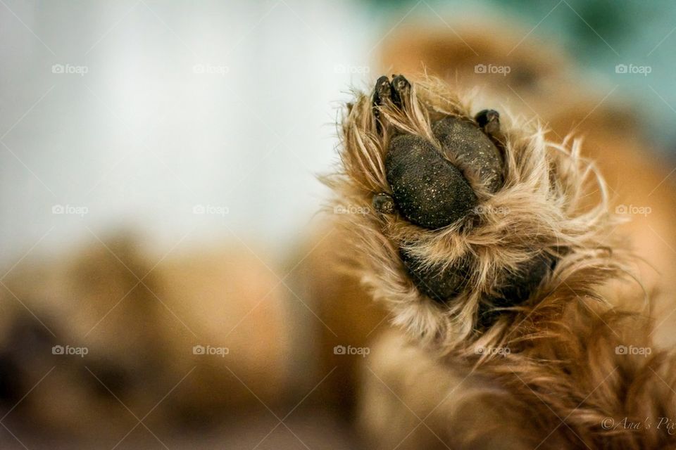 Paw