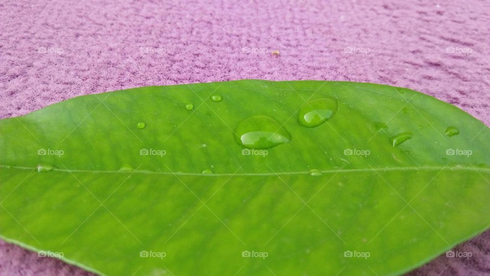 Beautiful rain drop on green leaf.