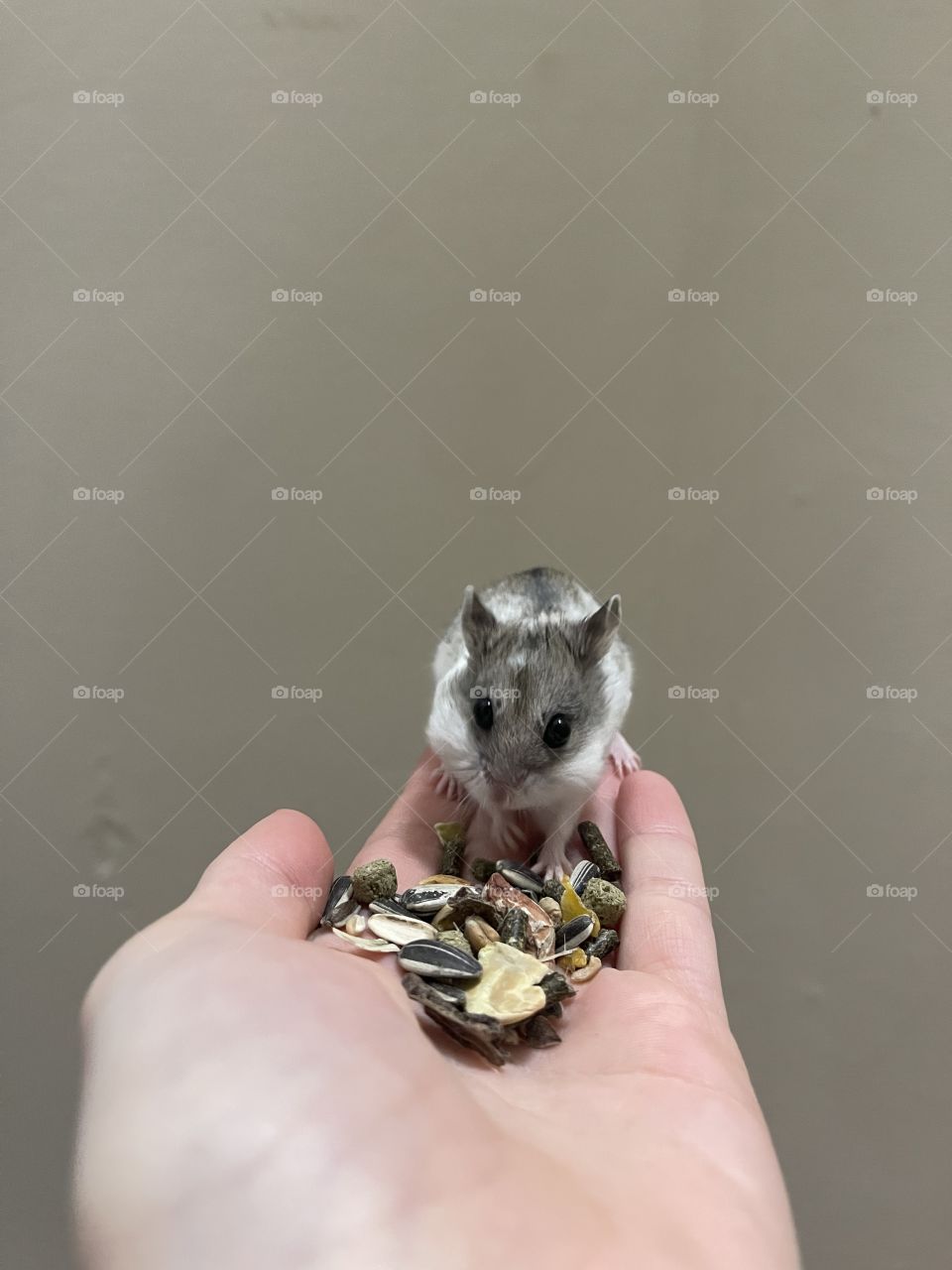 Hamster eating nuts and core from his owners hand