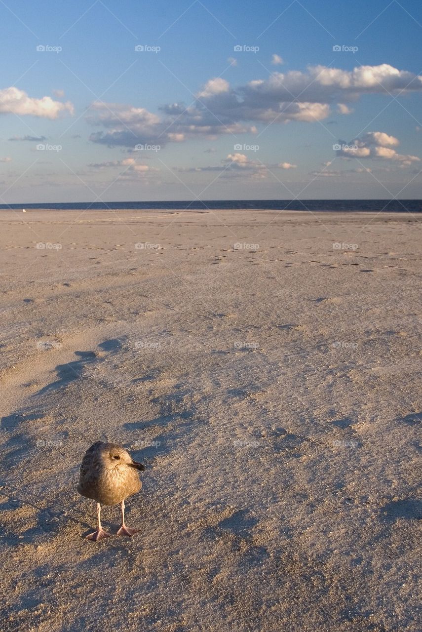 Lonesome bird on the beach