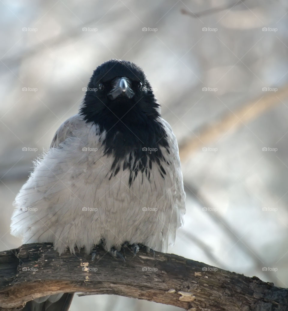 Hooded Crow (Corvus cornix)