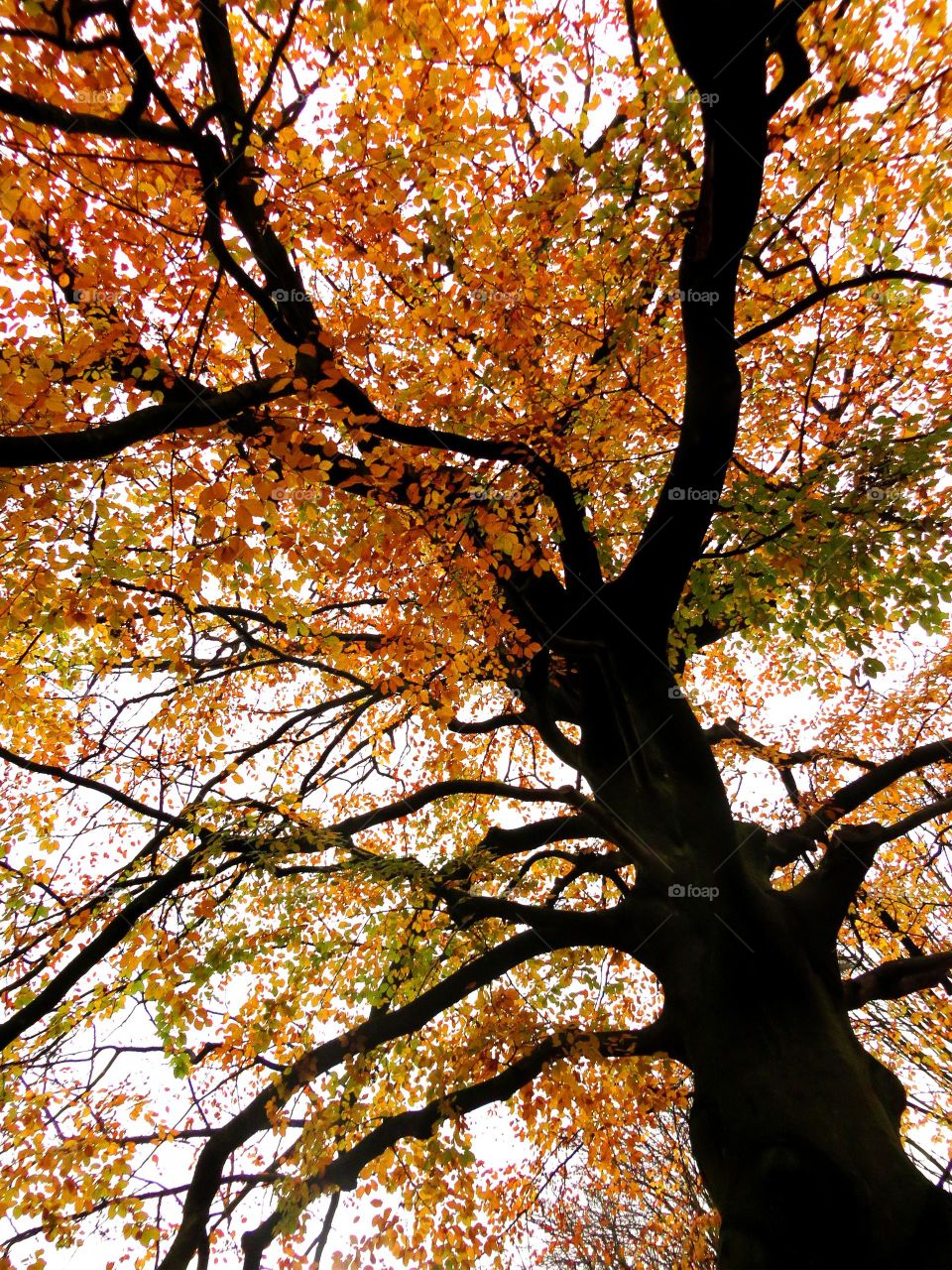 Low angle view of autumn tree