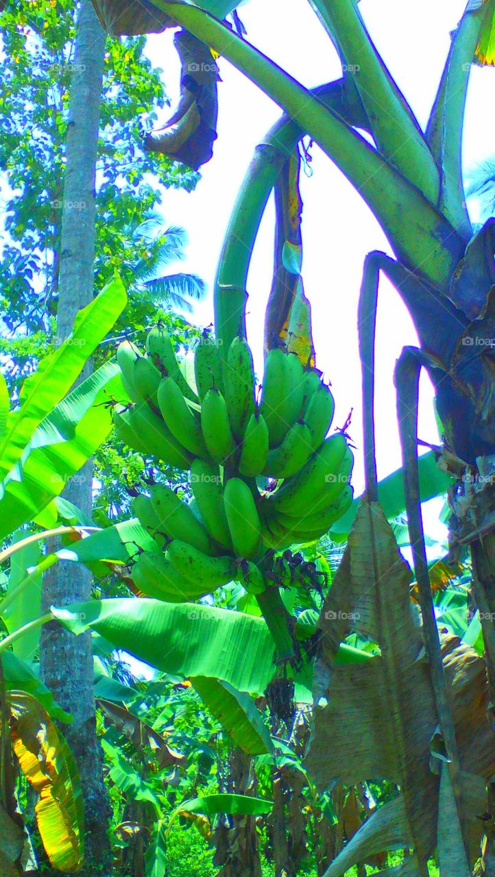 Fresh harvest fruits.
@Banana