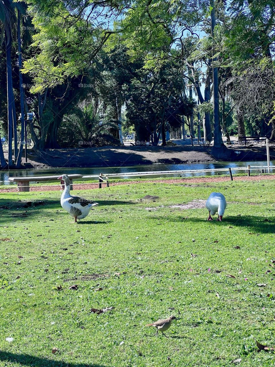 A sunny day in a quiet park, where ducks and geese walk through the green lawn. The reflection of the light on the lake in the background creates a serene atmosphere. Mountains of trees around add a feeling of exuberant and calm nature.