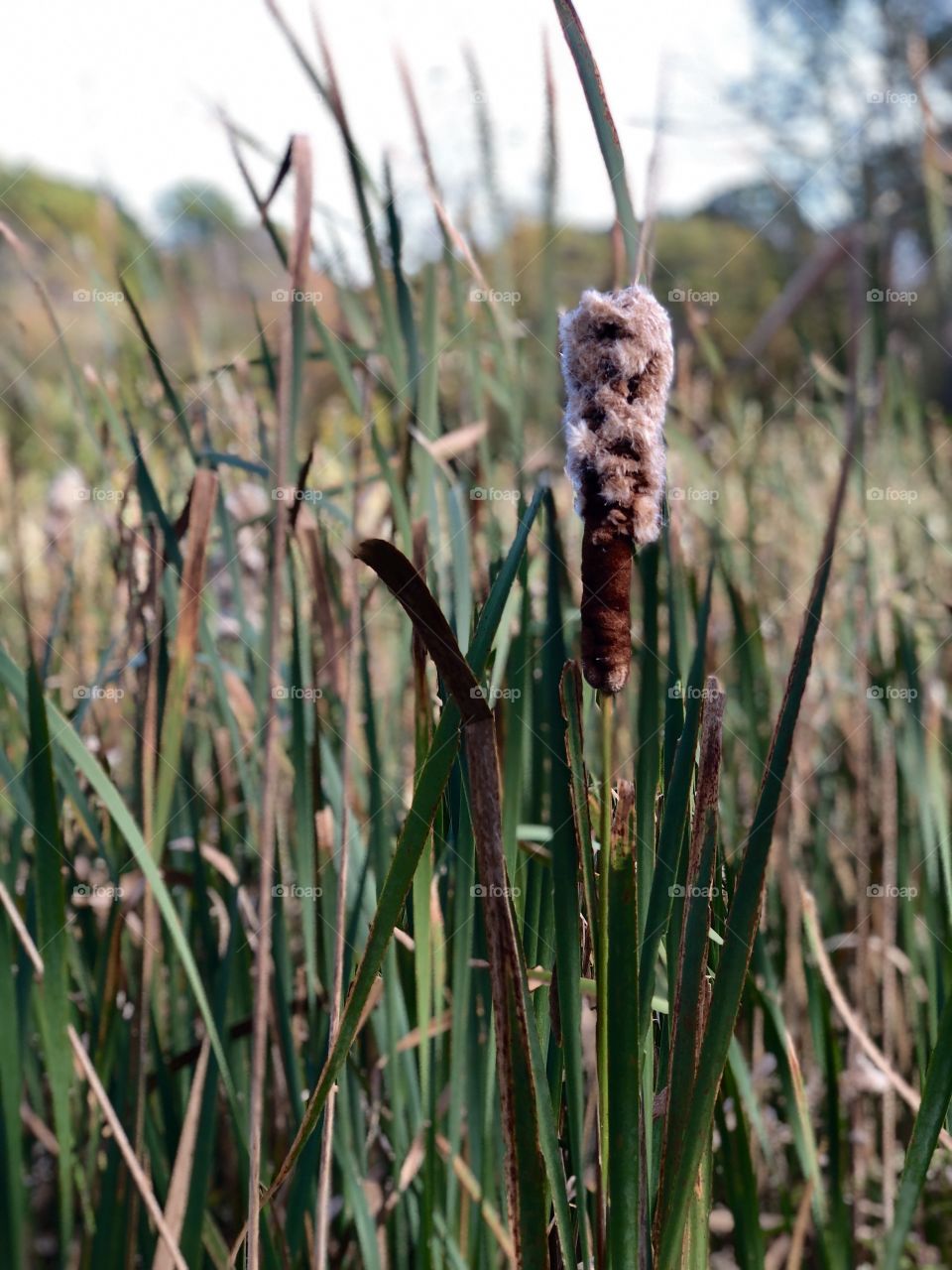Fall walk in nature cattails 