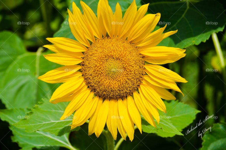 Bright yellow sunflower 