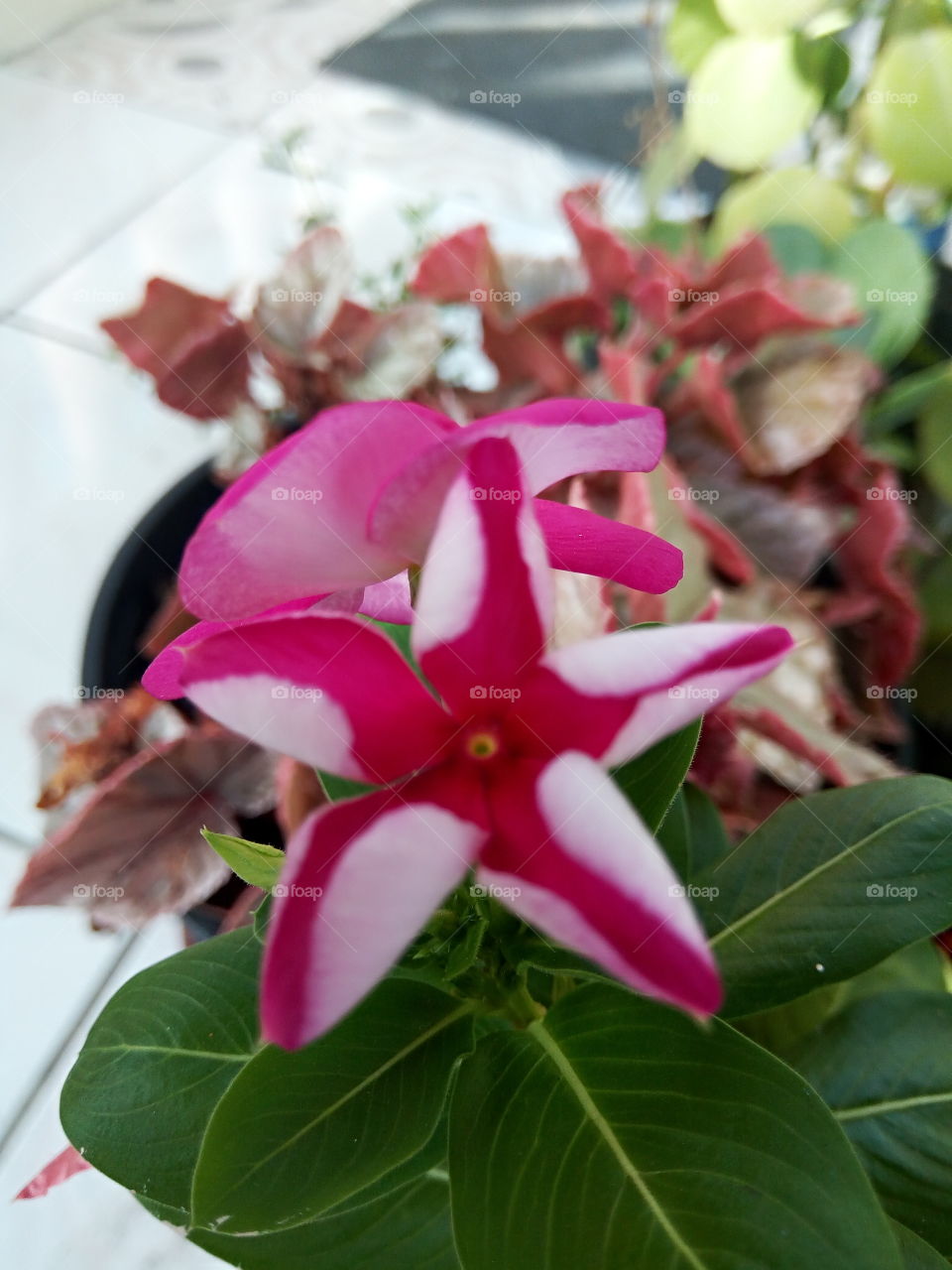 Nature, Leaf, Flower, No Person, Flora