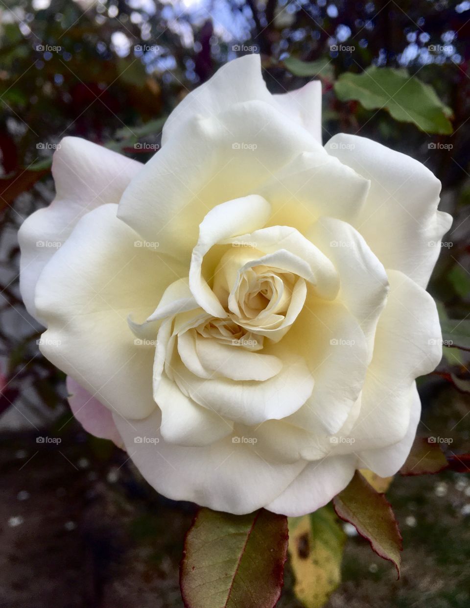 🇺🇸 Very beautiful flowers to brighten our day.  Live nature and its beauty. Did you like the delicate petals? / 🇧🇷 Flores muito bonitas para alegrar nosso dia. Viva a natureza e sua beleza. Gostaram das pétalas delicadas?