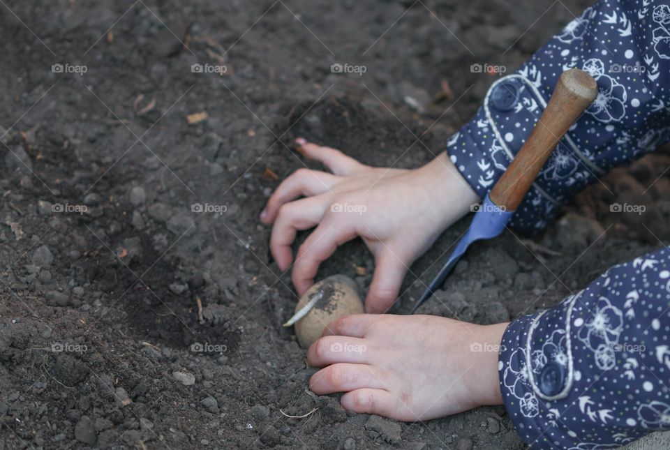 Hands of a little caucasian girl planting potatoes in black soil in the backyard of a house on a sunny spring day, close-up side view.