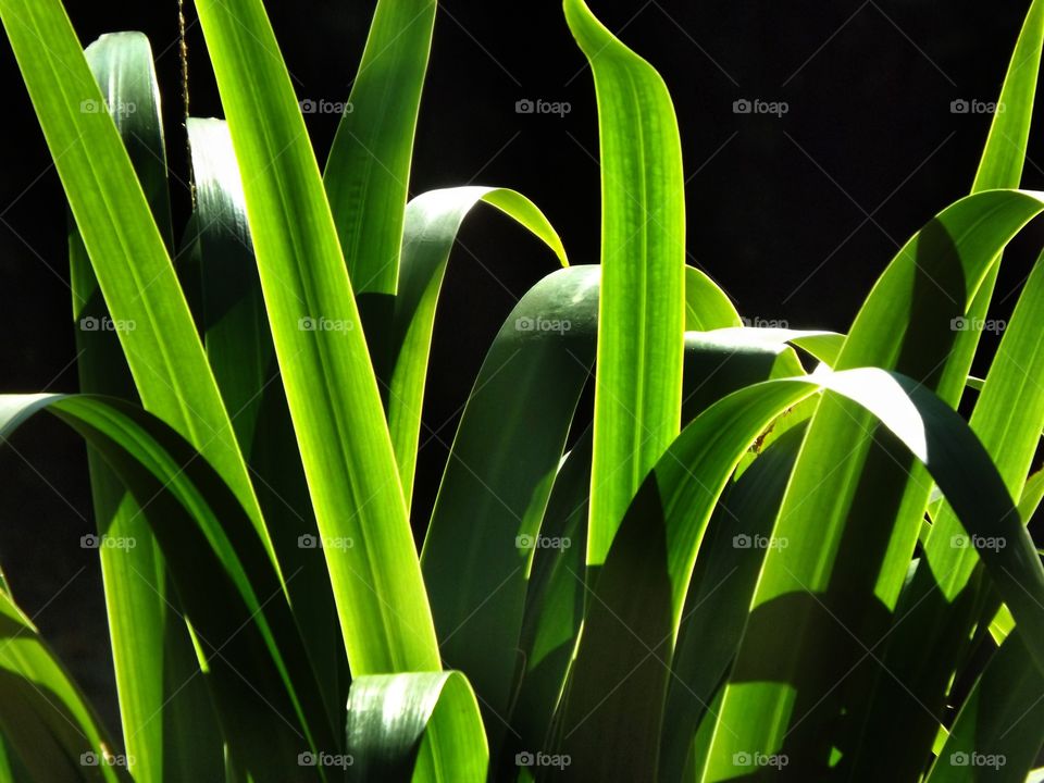 Lines in the green vegetation