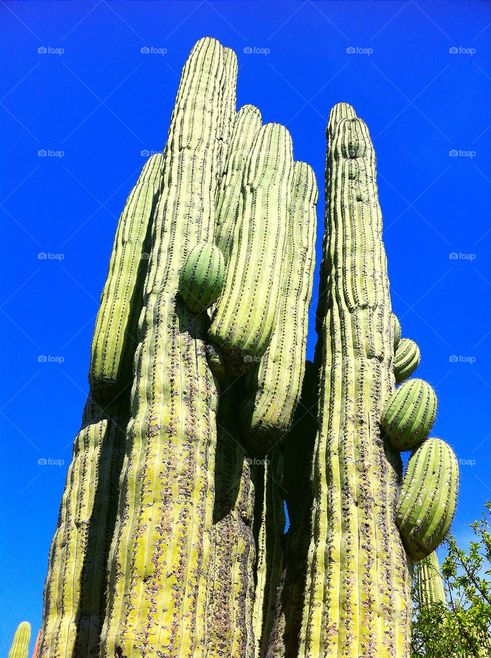 green plant cactus desert by melanotis