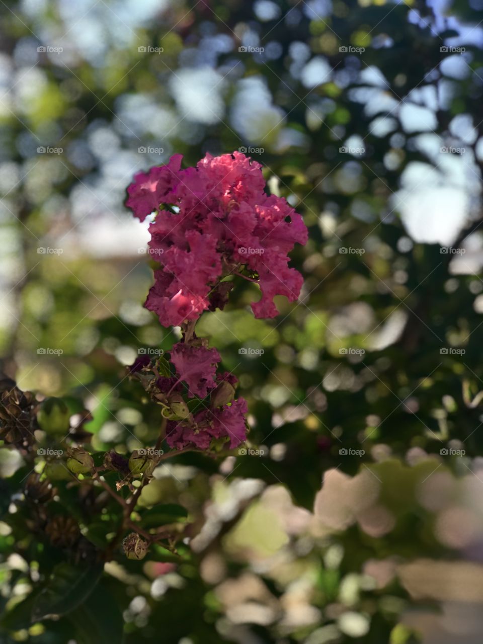 Bright hot pink flowers in bloom on a nice summers day 