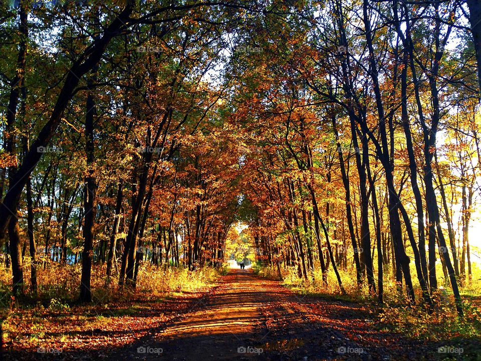 Autumn nature in forest 