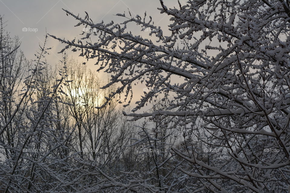 Tree, Winter, Snow, Branch, Wood