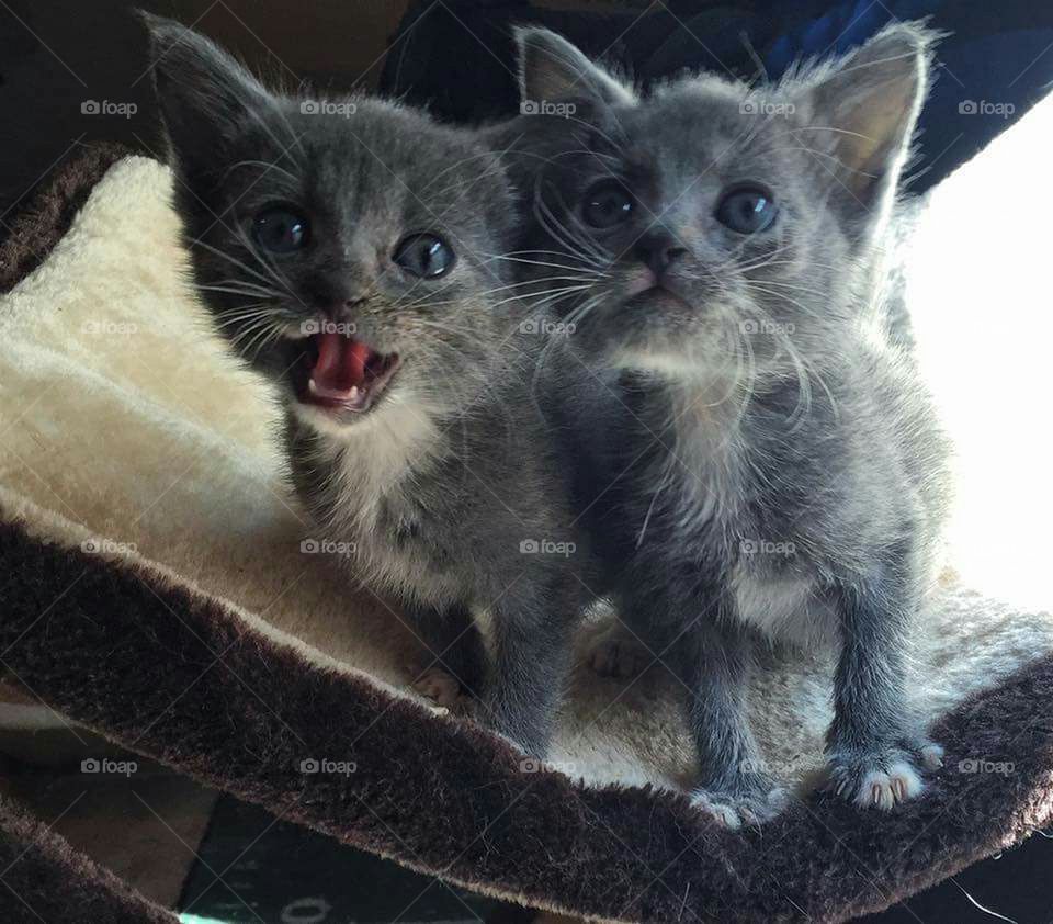 Kittens