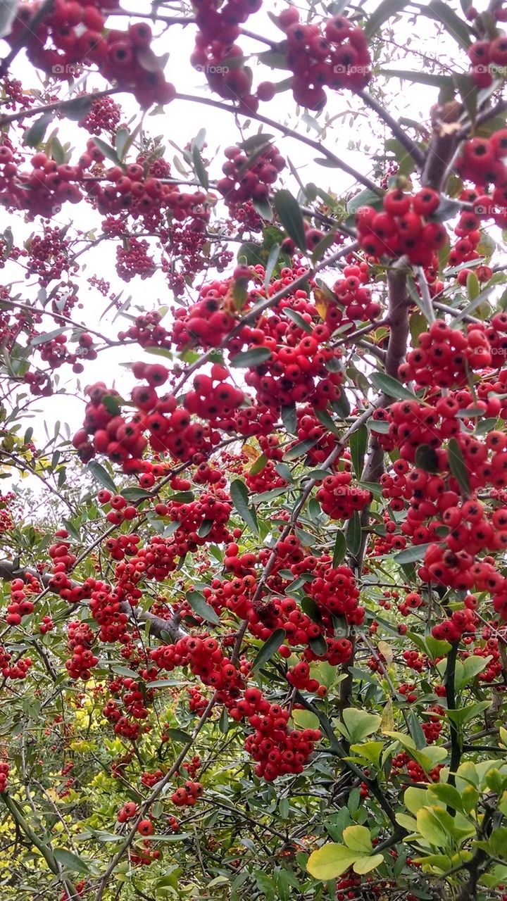 red berries 