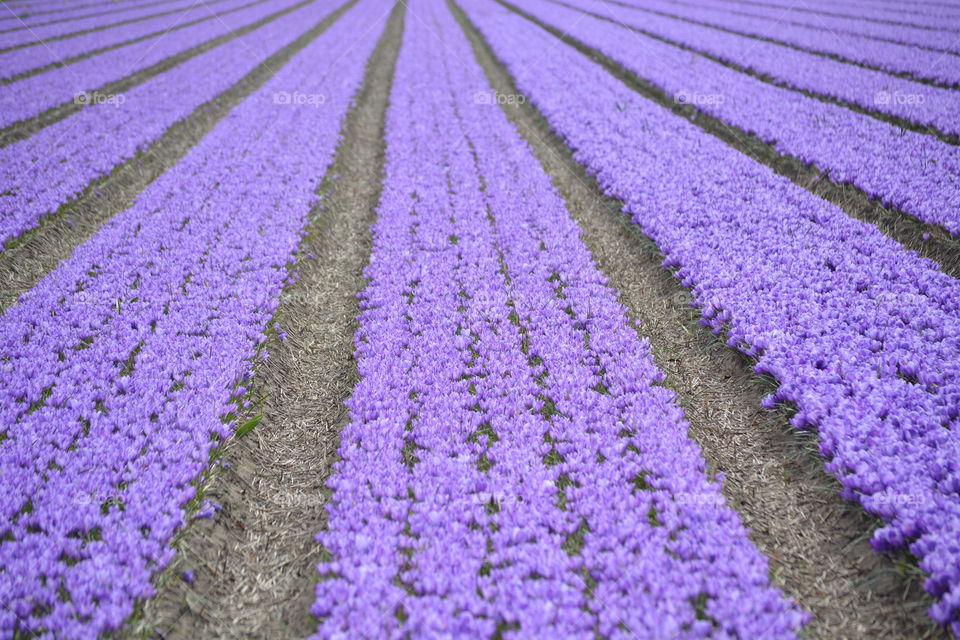 Field with crocuses