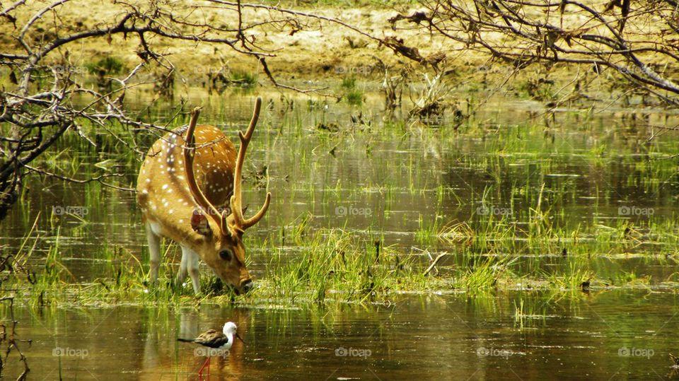 Spotted Deer