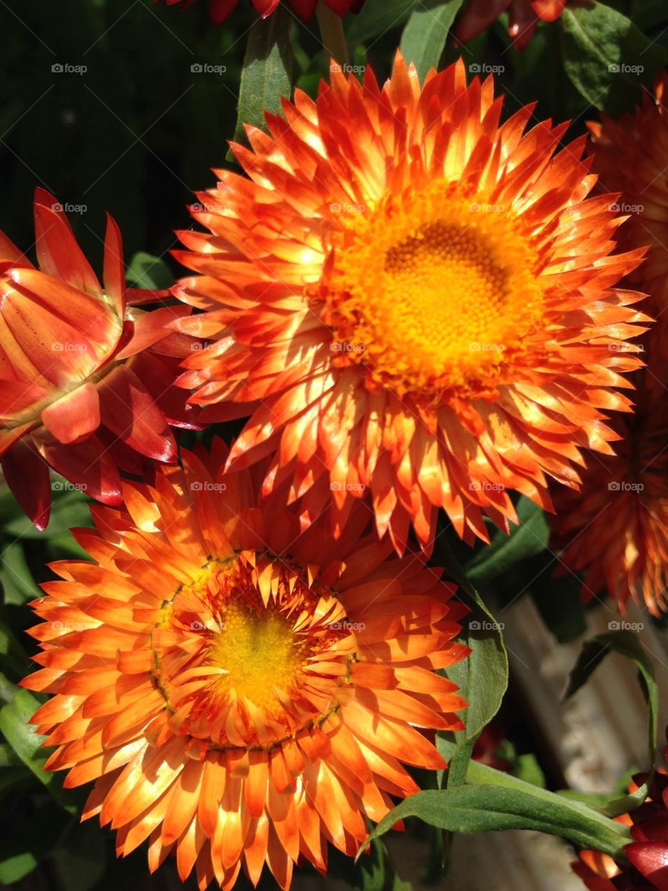 Close-up of flower