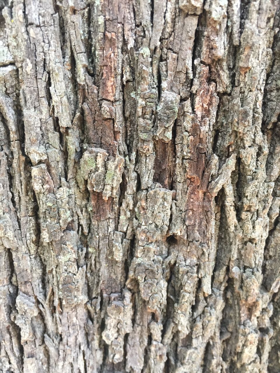 Madera de arbol textura