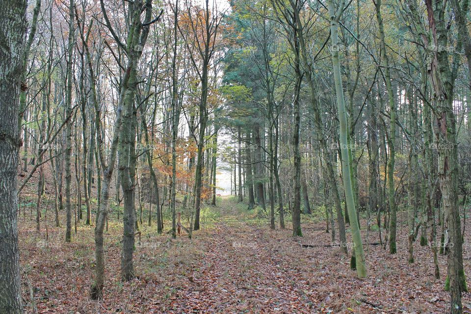 Autumn trees in forest