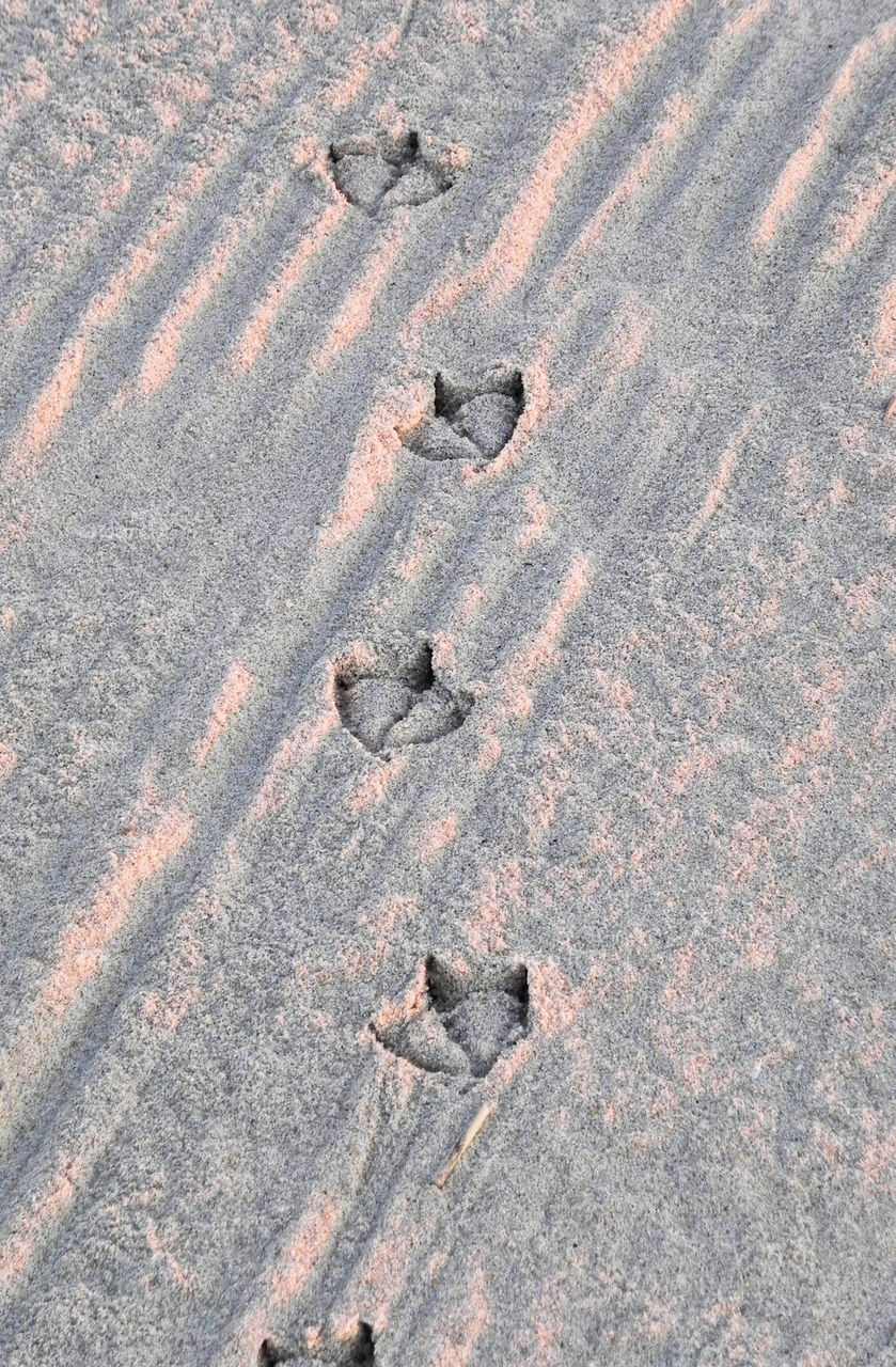 Seagull footprints in the freshly combed sand