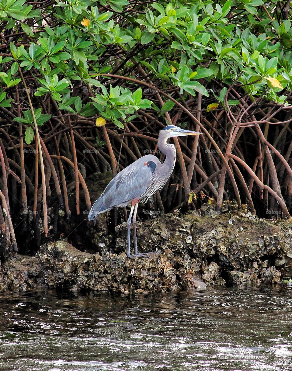 Heron