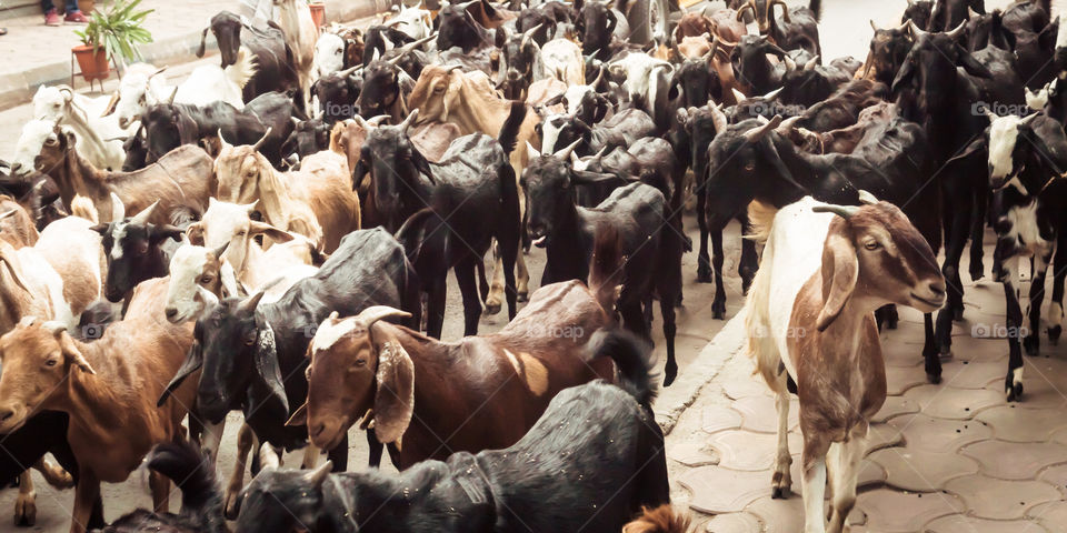 Heard of sheep of shepherds graze cattle are traveling back to farm. Top view, Close up