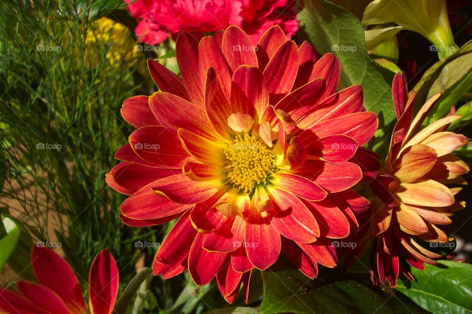 Flower Closeups