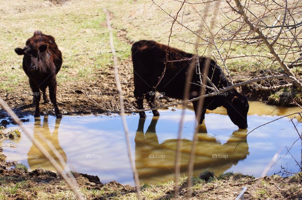 Drinking cow