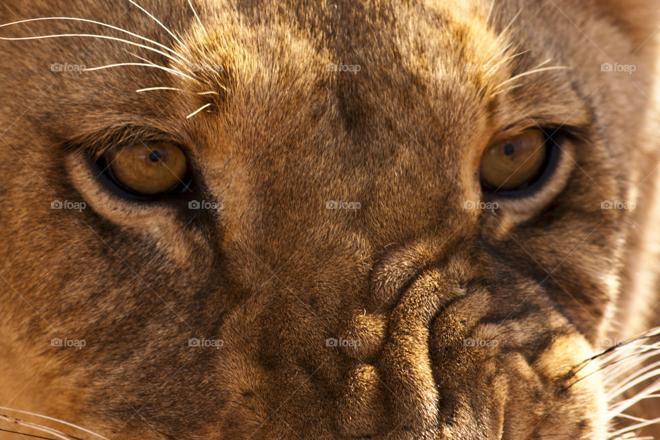 lioness eyes closeup